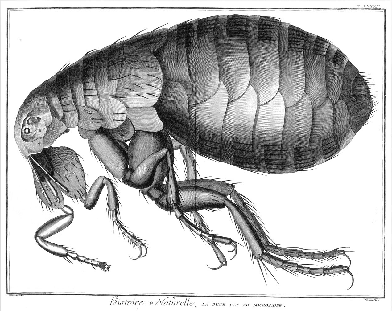 Le regne animal 2023. Огромная блоха животное. Блохи иллюстрация в карандаше. Puce. Flea insect picture 80x50 mm.